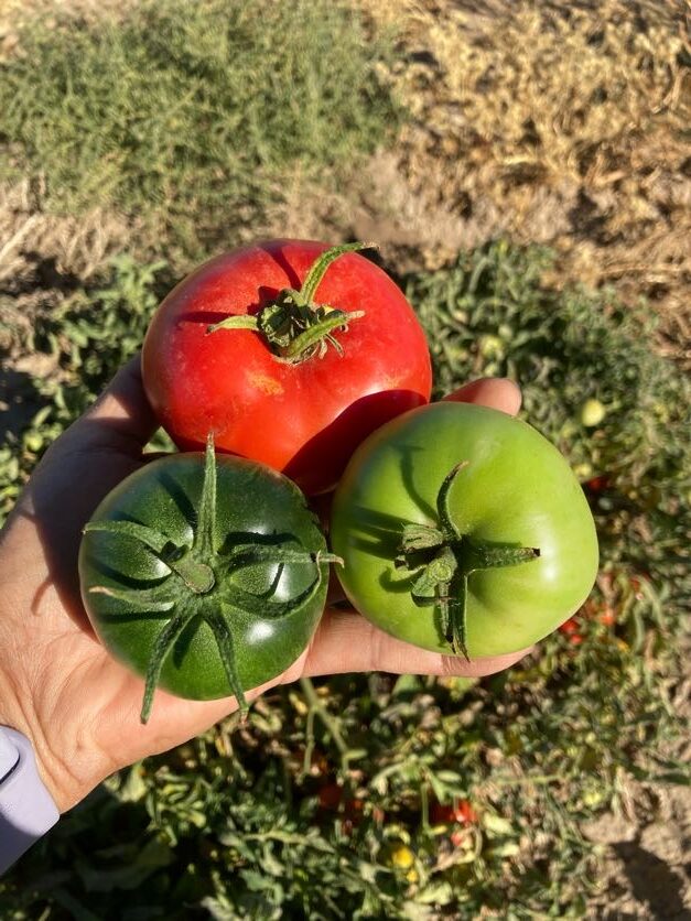 Hand holding three tomatoes, one ripe red and two unripe green, with a background of tomato plants in a field.