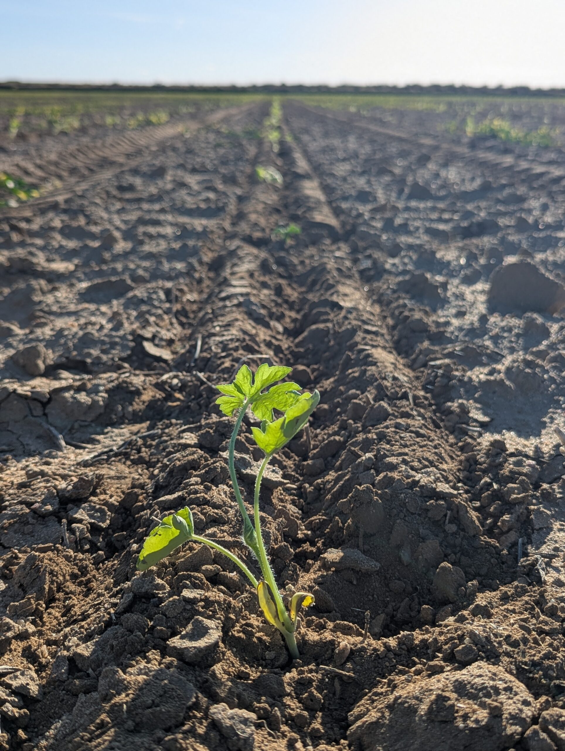 Young green plant sprouting in a freshly tilled agricultural field, showcasing soil texture and rows of crops in the background under clear blue skies.